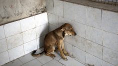 Hallan a un perrito anciano y ciego en grave estado, te emocionará ver su increíble mejoría