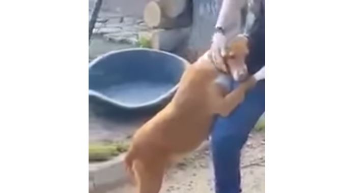 Ese cachorro hermoso e inocente, con ganas de afecto y un hogar, lo agarró con sus piernas. El periodista, lo adoptó.(Captura de vídeo)