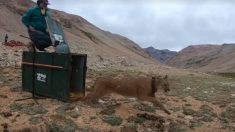 Chile: liberan en los Andes a puma que rescataron de la copa de un árbol