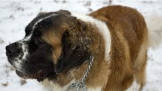 Anciana perra San Bernardo sobrevive 17 desaparecida en la nieve