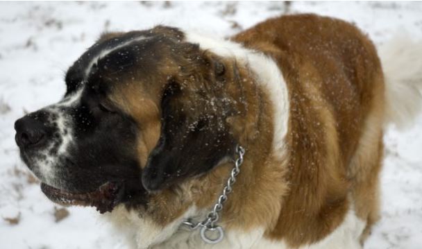 Desaparecida perra San Bernardo obrevivió 17 días de frío gélido en el desierto Un perro de St. Bernard. (cinnamonster / Flickr [CC BY 2.0 (ept.ms/2haHp2Y)])