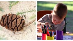 Niño reflexiona y escribe una disculpa a un parque nacional después de llevarse una «piña» a casa