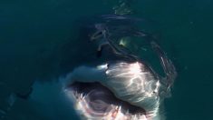 Filman al gigantesco tiburón blanco Big Blue nadando junto a buzos en aguas hawaianas