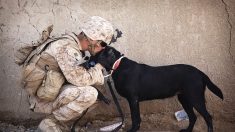 Marine dejaría a sus perros por un trasladado a otra base militar, pero una mujer rica es la heroína