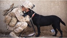 Lleva a escondidas a un perro callejero de Afganistán a EE.UU. y el peludo termina salvándole la vida