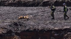 Asciende a 150 los muertos por el colapso de una represa minera en Brasil