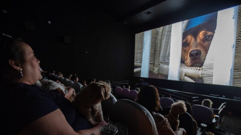 Decenas de personas y sus perros asisten al preestreno de "A Dog's Way Home" en cine del centro comercial Frei Caneca, en Sao Paulo (Brasil). EFE