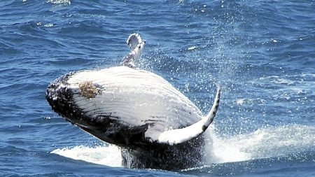 Japón reanuda la caza comercial de ballenas tras su retiro de la Comisión Ballenera