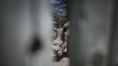 Rinoceronte de 4.000 libras y 50 años hiere a cuidadora en un zoo de Florida