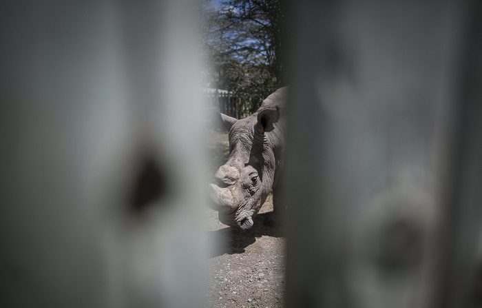 Una cuidadora de animales del zoológico de Jacksonville (Florida) resultó herida de gravedad al ser corneada por un rinoceronte blanco de 50 años de edad durante un entrenamiento rutinario, informaron hoy fuentes de la institución. EFE/Dai Kurokawa