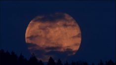 Imágenes de la espectacular Súper Luna de Nieve, la que será más brillante del Año