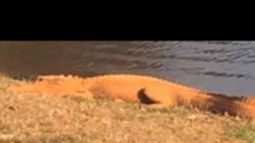 Aparecen sorprendentes caimanes de color naranja en Carolina del Sur