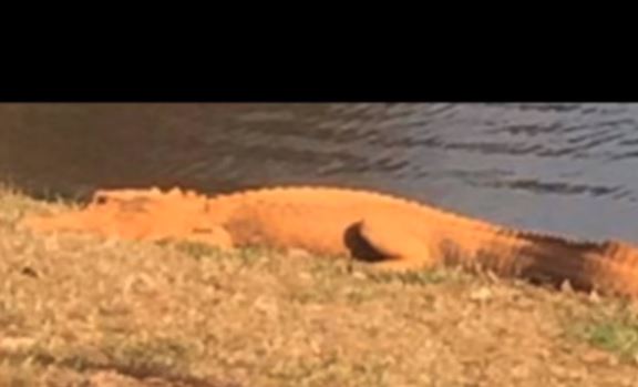 Caimán de color naranja observado en Carolina del Sur  en 2017. (Captura de vídeo)