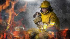 Bomberos y civiles forman cadena humana y rescatan a 86 perros de un incendio