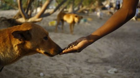 Perro callejero de Argentina espera 6 meses a una azafata alemana y su perseverancia rinde frutos