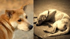 El «último adiós» que un perrito le da a su hermano fallecido deja sin aliento a las redes sociales