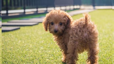 Caniche se salva de ser comido en Corea del Sur y logra una buena vida al otro lado del mundo