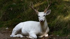 Esta cazadora tiene un inusual encuentro con un ciervo de cola blanca albino increíblemente raro