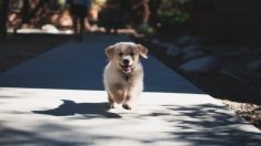 Encuentra un cachorro mientras corría una maratón y decide llevarlo consigo hasta la meta