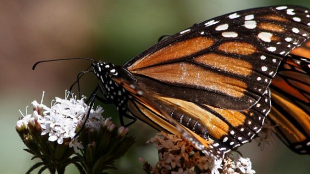 Descubren una colonia de mariposas monarca en el Nevado de Toluca, y otra en el Popocatépetl