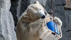 Rusia declara emergencia tras invasión de más de 50 osos polares que persiguen a residentes aterrorizados