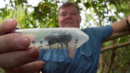 Descubren ejemplar de abeja más grande del mundo por primera vez en 38 años