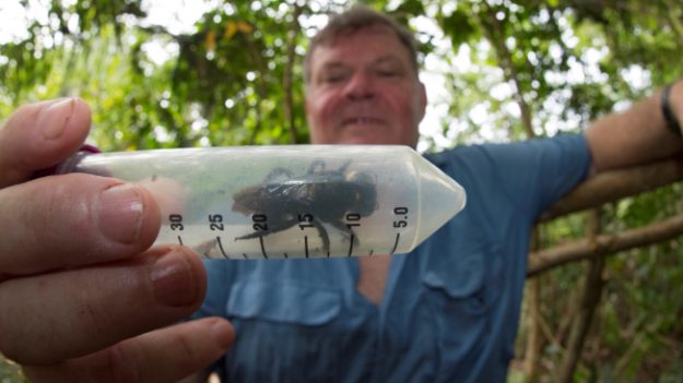 Descubren ejemplar de abeja más grande del mundo por primera vez en 38 años