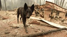 Perro logra reunirse con su familia 101 días después de los incendios de California