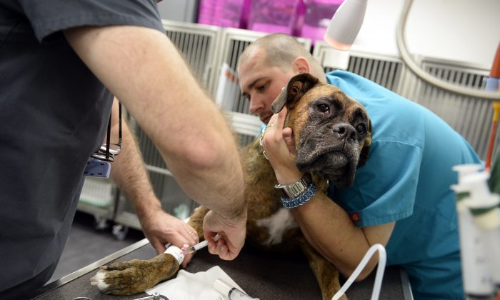 Un perro es tratado por cáncer en una clínica veterinaria de París. (Lionel Bonaventure/AFP/Getty Images)