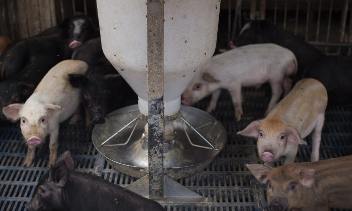 Lechones en una granja de cerdos en las afueras de Beijing. (NICOLAS ASFOURI/AFP/Getty Images)