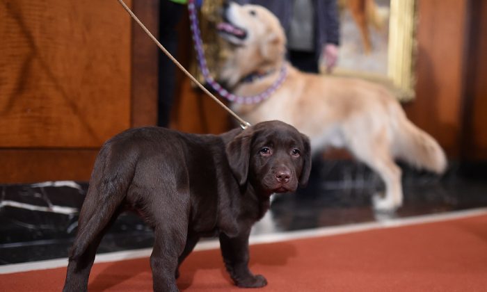 Foto de archivo de un perro labrador (Jamie McCarthy/Getty Images)