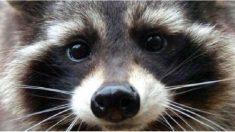 Fallece Oreo el mapache que inspiró a Rocket Raccoon en Guardianes de la Galaxia