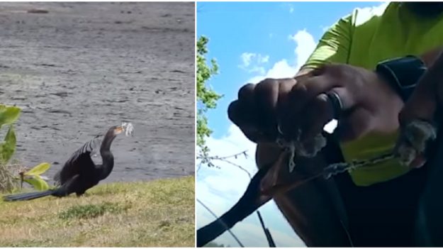 Pensaban que el ave estaba comiendo, pero cuando se acercan comienza un vibrante rescate