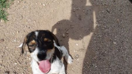 Ciclista de Argentina filma su encuentro con una cachorrita abandondada y le encuentra un hogar