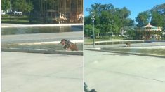 Registran vídeo de un perrito que pasa las horas sacando la basura de una pileta en un parque