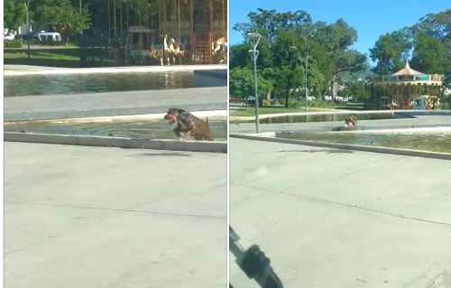 Este trabajador perrito se la pasa sacando basura. en Catamarca, Argentina (Captura de vídeo)