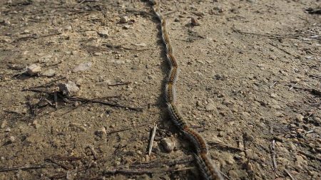 Oruga procesionaria tiene en alerta a los españoles: es tóxica para el hombre y mortal para las mascotas