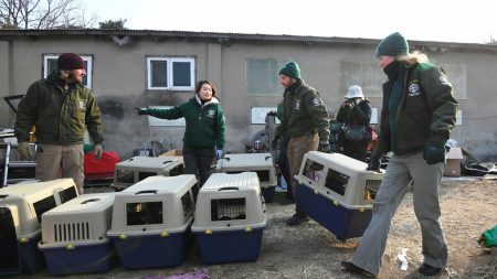 Esta organización se ocupa de convencer a los criaderos de carne de perro a dedicarse a otra cosa