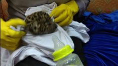 Detienen a sujeto que intentaba contrabandear bebé leopardo en una maleta de mano en India