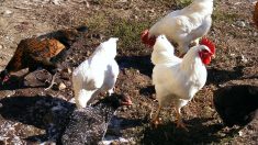 Clausuran en Asturias un gallinero de un campesino porque su gallo canta y las gallinas cacarean