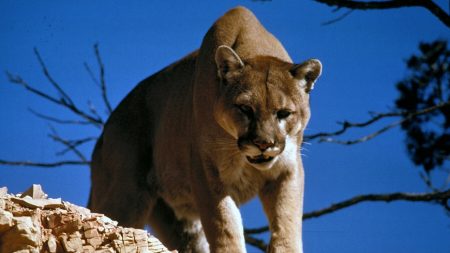 Mujer interviene en una “pelea de perros” y termina forcejeando con un puma