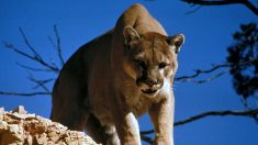 Un hombre se enfrenta a un puma a mano limpia y lo asfixia en defensa propia