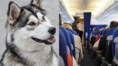 Un pasajero aéreo de cuatro patas cumple su misión en los cielos. ¡Es realmente un buen chico!