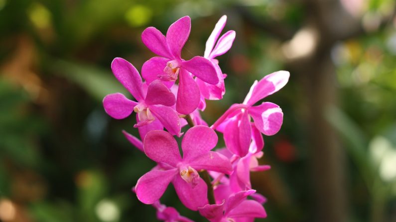 Orquídeas. (Pixabay)
