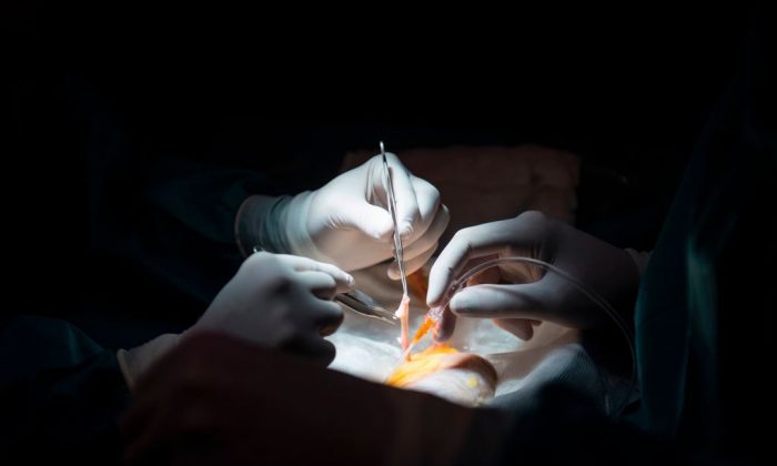 Los médicos se preparan para un trasplante de riñón en una foto de archivo. (PIERRE-PHILIPPE MARCOU/AFP/Getty Images)
