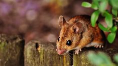 Un fotógrafo encuentra un ratón en su jardín y crea una aldea miniatura de cuento de hadas