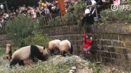 Niña cae en un foso de pandas y un guardia la rescata a último momento