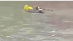 Perrito se tira al agua e intenta salvar a su dueño mientras se lo lleva la corriente