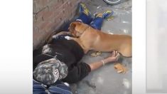 Argentina: anciano se descompone en la calle y su perro lo abraza hasta que llega la ambulancia