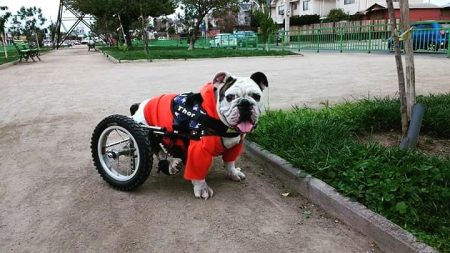 Este bulldog recupera la alegría y la libertad gracias a una silla de ruedas ¡y ya nada lo detiene!